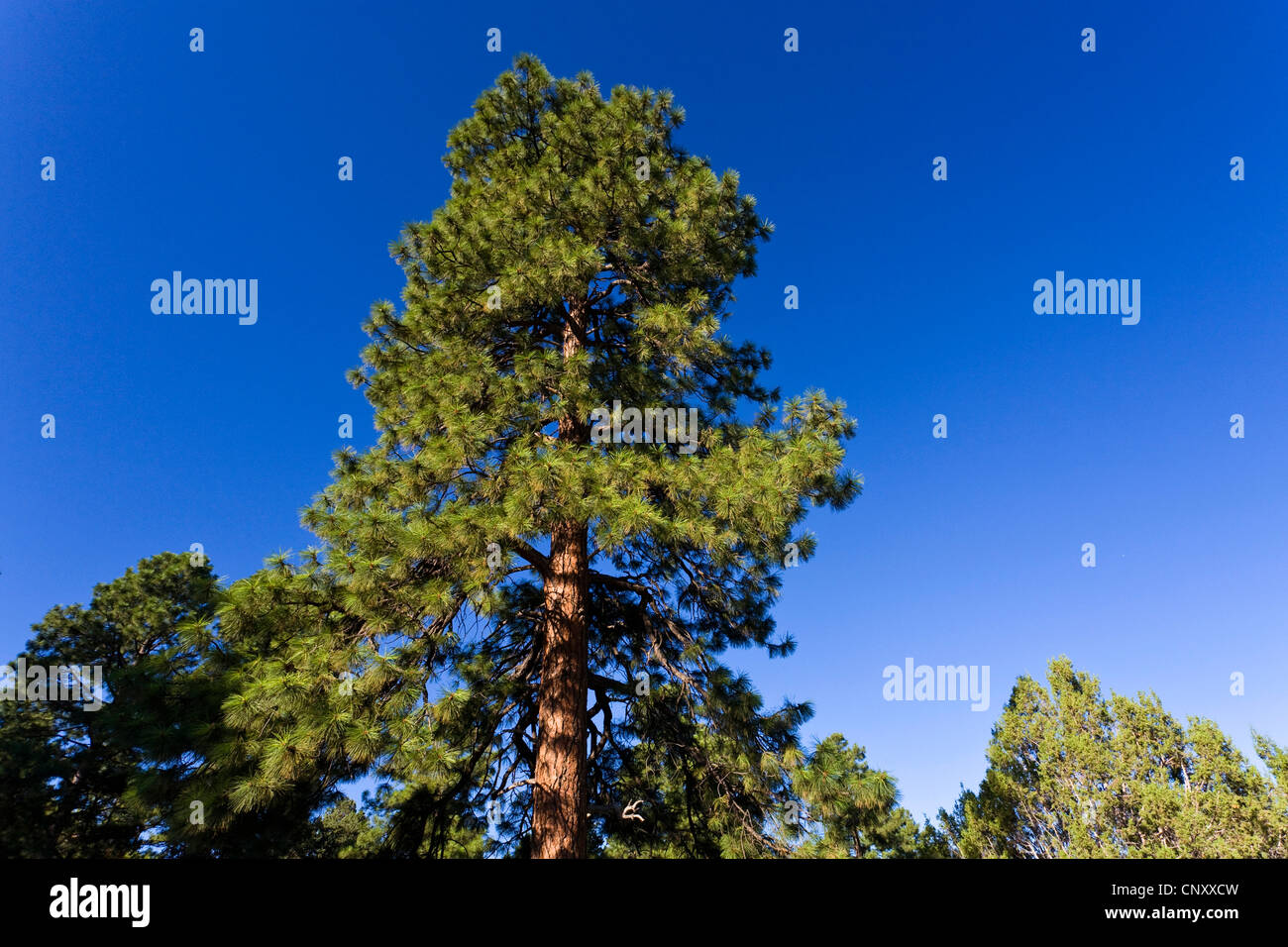 Blackjack Pine Tree High Resolution Stock Photography and Images Alamy