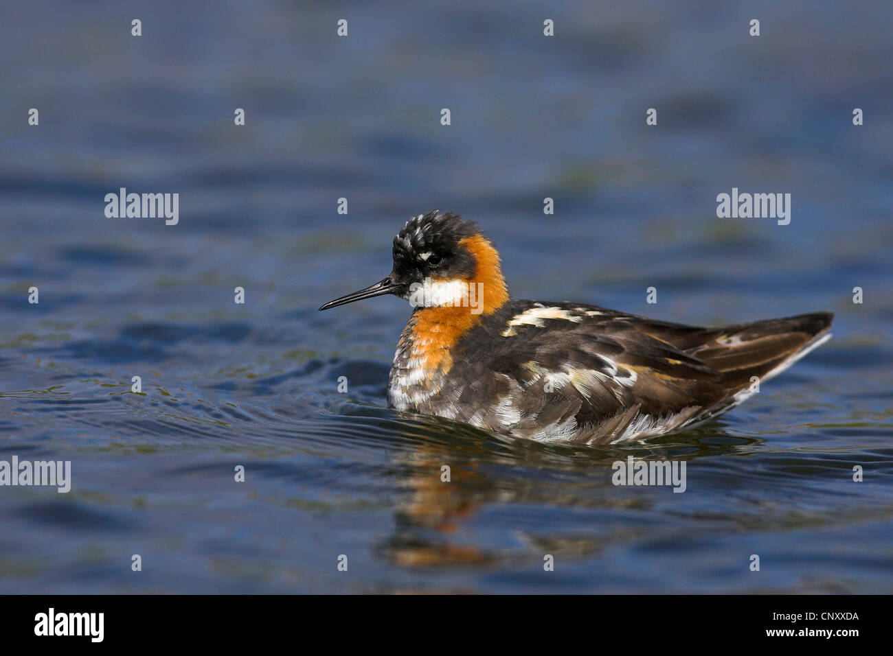 red-necked phalarope (Phalaropus lobatus), swimming, Iceland, Snaefellsnes Stock Photo