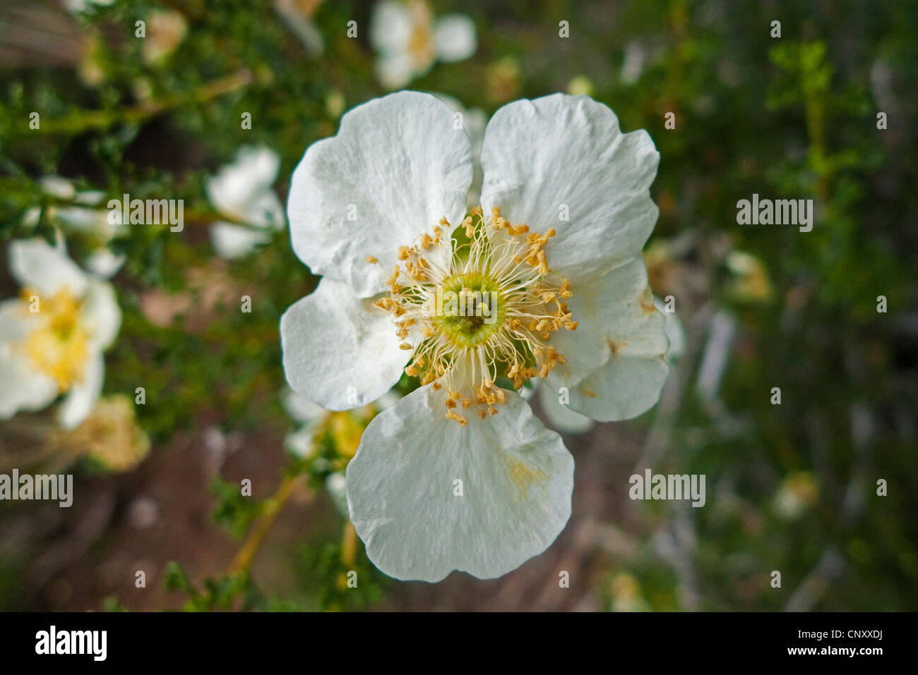 Stansbury cliffrose (Purshia stansburiana, , Cowania stansburiana), flower, USA, Arizona, Grand Canyon National Park Stock Photo