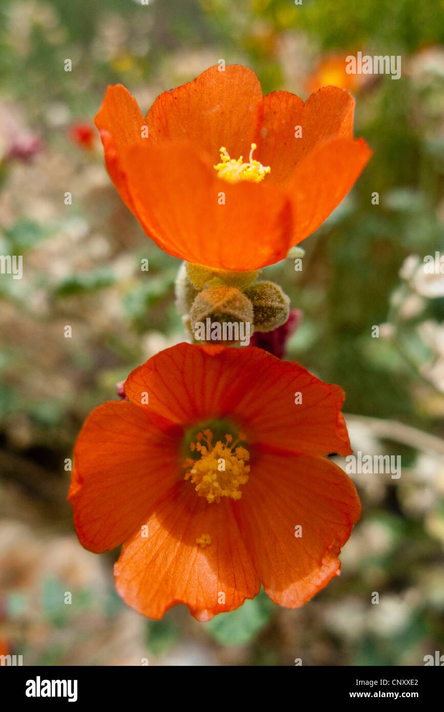 Globe mallow grand canyon hires stock photography and images Alamy