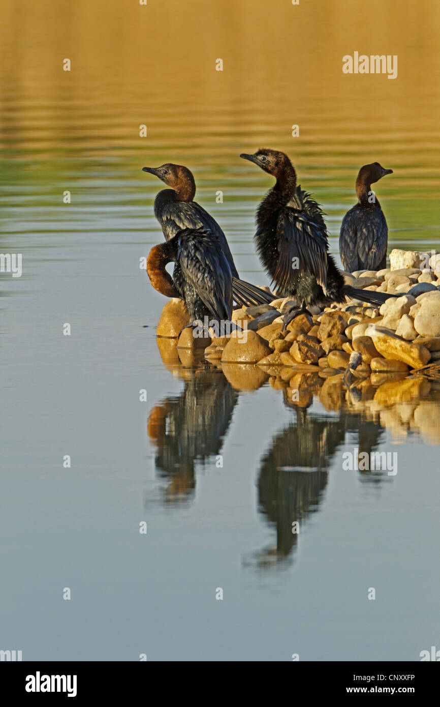 pygmy cormorant (Phalacrocorax pygmeus), group sitting on stones at a water shore, Turkey, Sanliurfa, Birecik Gravel Pits, Birecik Stock Photo