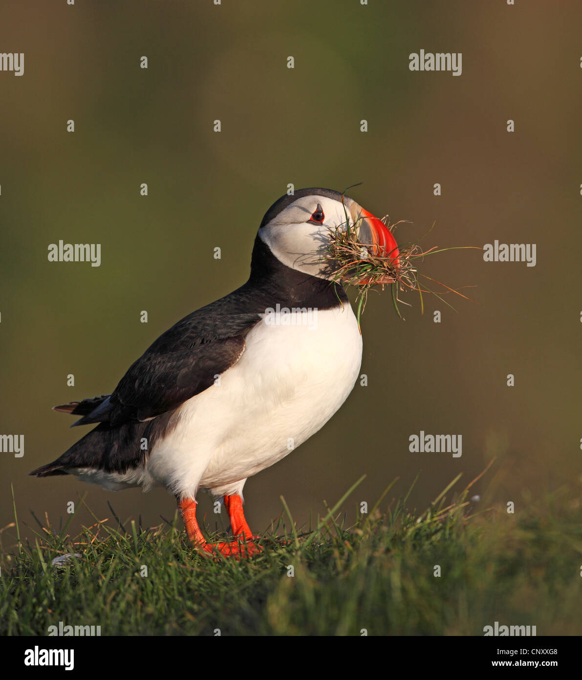 Puffins fratercula arctica in nest hi-res stock photography and images ...