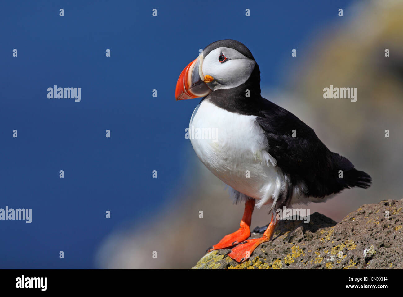 Atlantic puffin, Common puffin (Fratercula arctica), sitting on a rock, Iceland, Latrabjarg Stock Photo