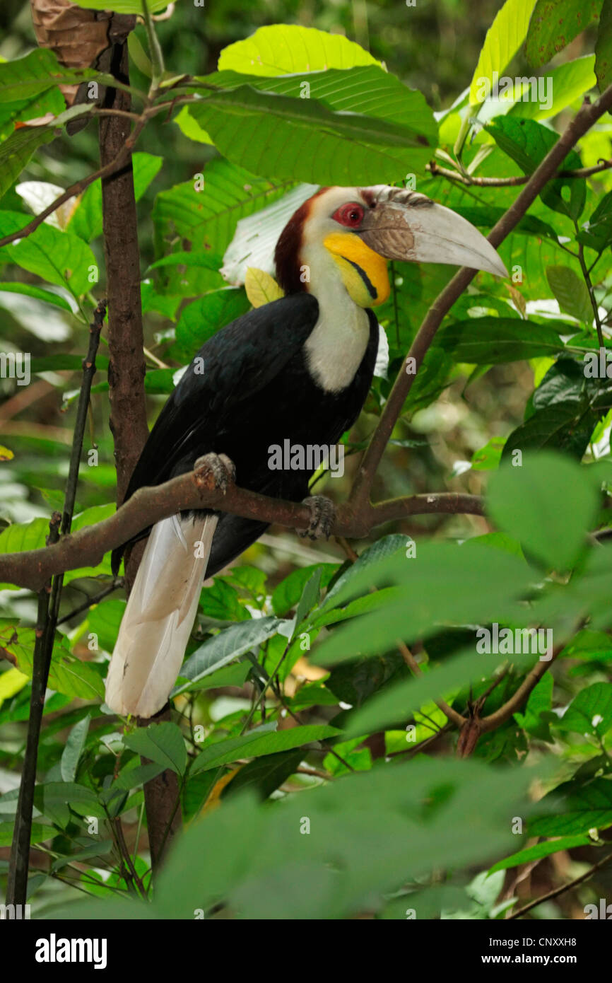 Wreathed Hornbill (Rhyticeros undulatus, Aceros undulates), male on a branch, Malaysia, Sabah, Lok Kawi Wildlife Park, Kota Kinabalu Stock Photo