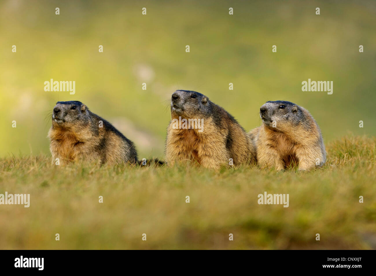 alpine marmot (Marmota marmota), three animals sitting side by side in ...