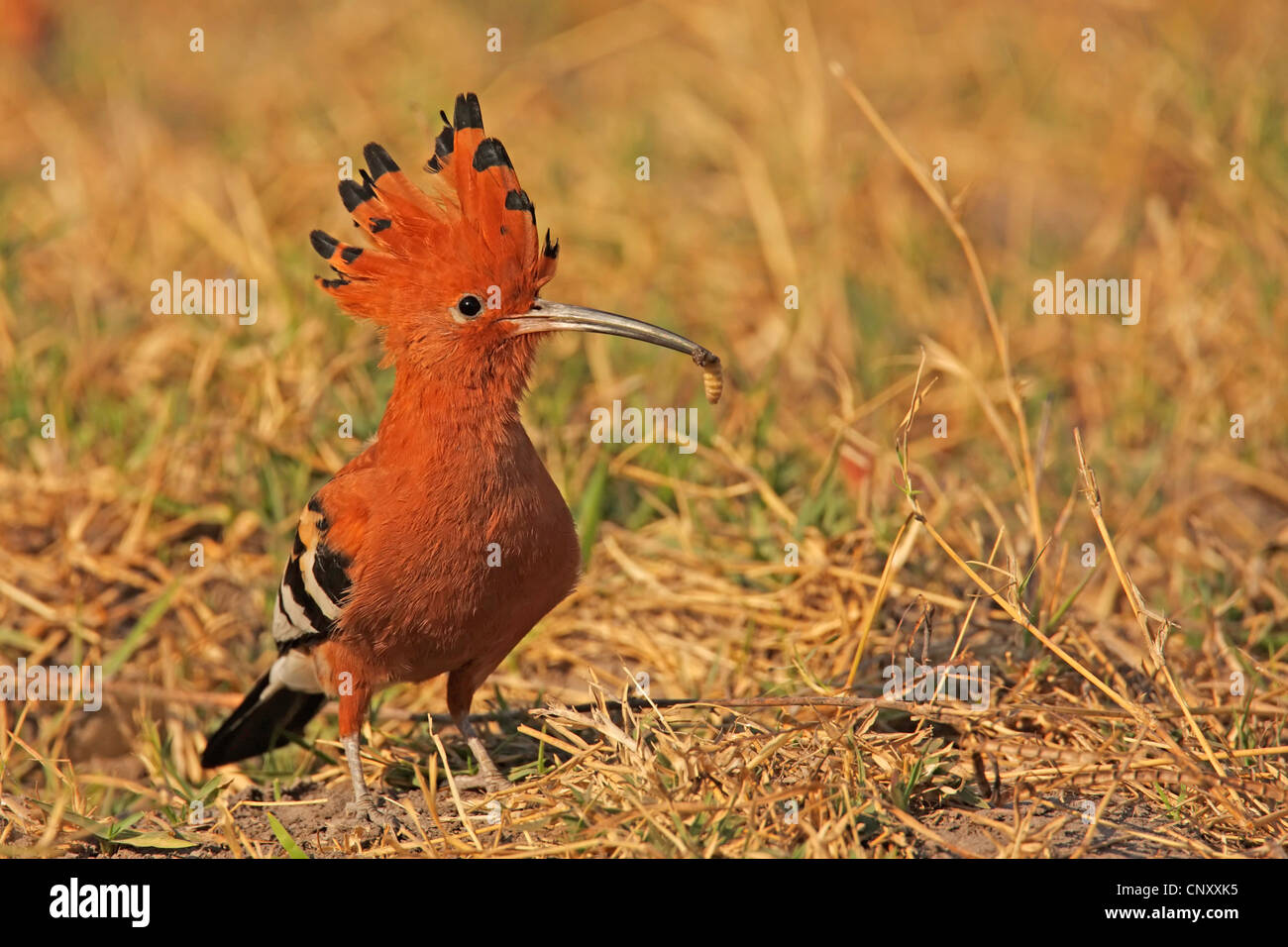 African Hoepoe (Upupa africana), sitting on the ground, Botswana, Okavango, Moremi Game Reserve Stock Photo