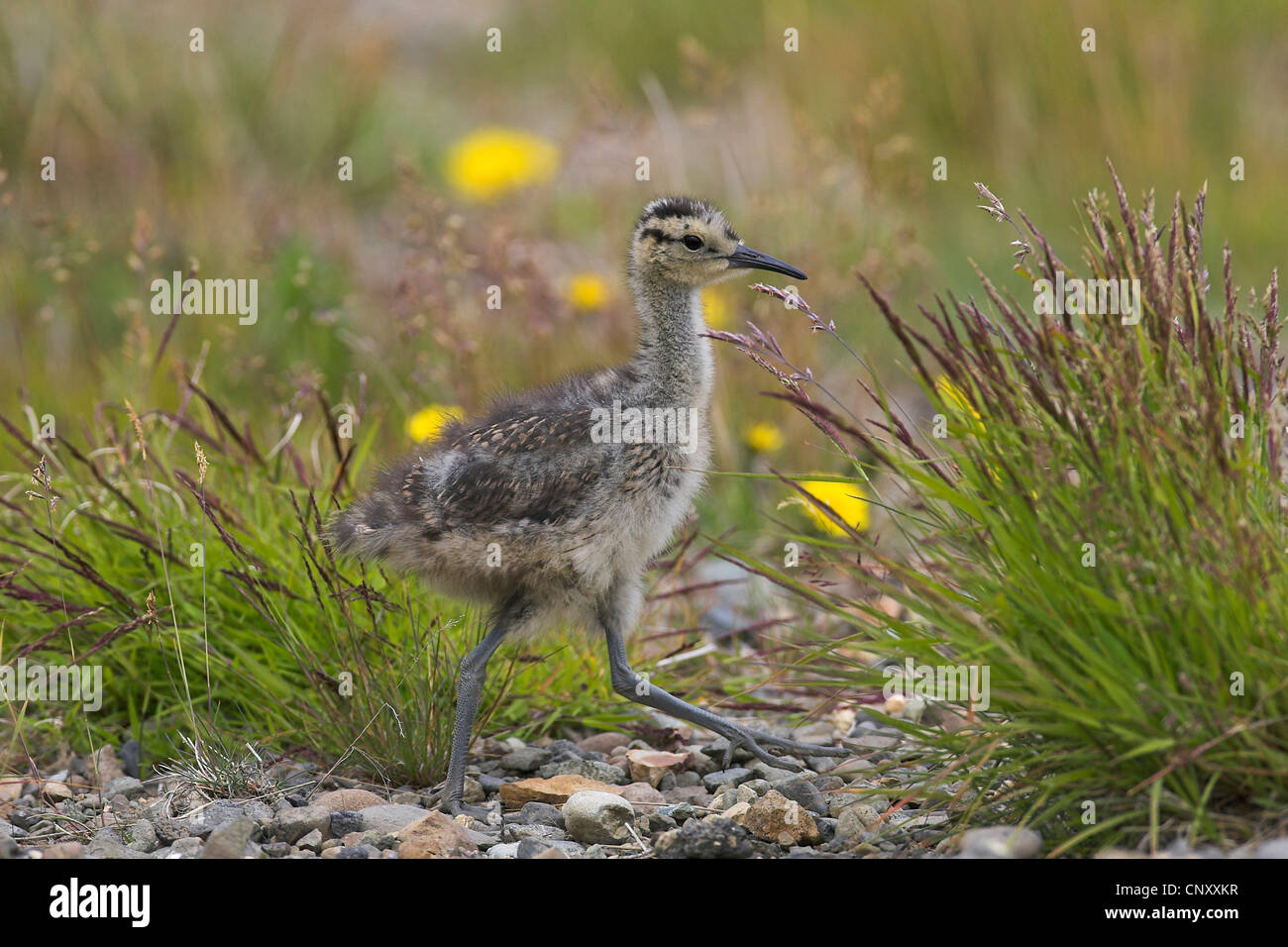 Whimbrel Rspb Whimbrel
