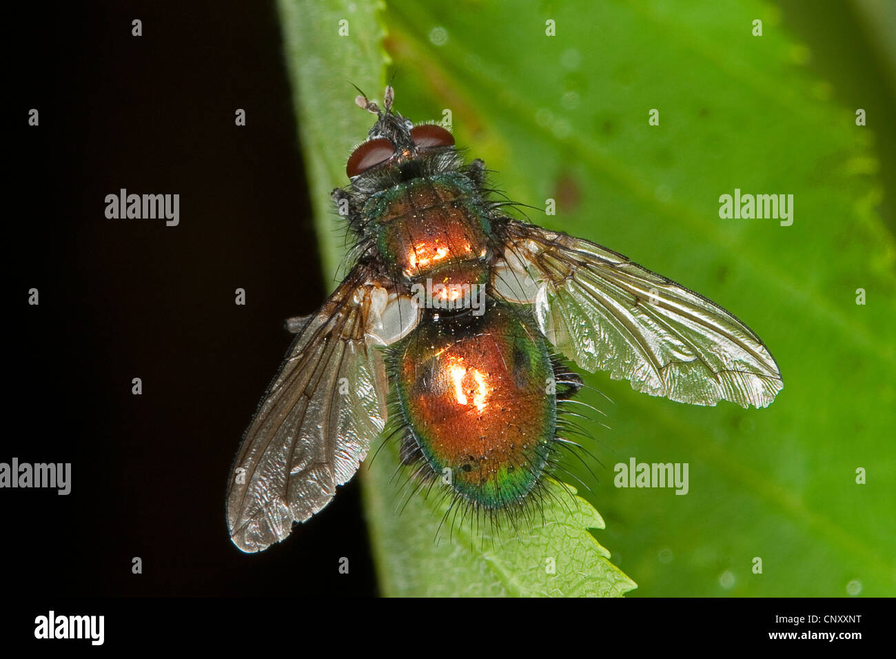 tachinid fly (Gymnocheta viridis, Gymnochaeta viridis), sitting on a ...