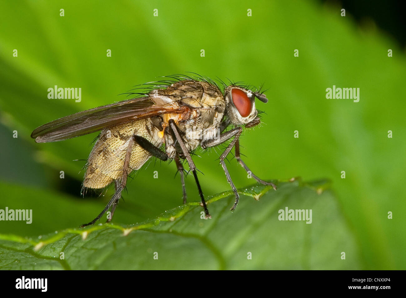 anthomyids, flower flies (Hydrophoria lancifer), sitting on a leaf, Germany Stock Photo