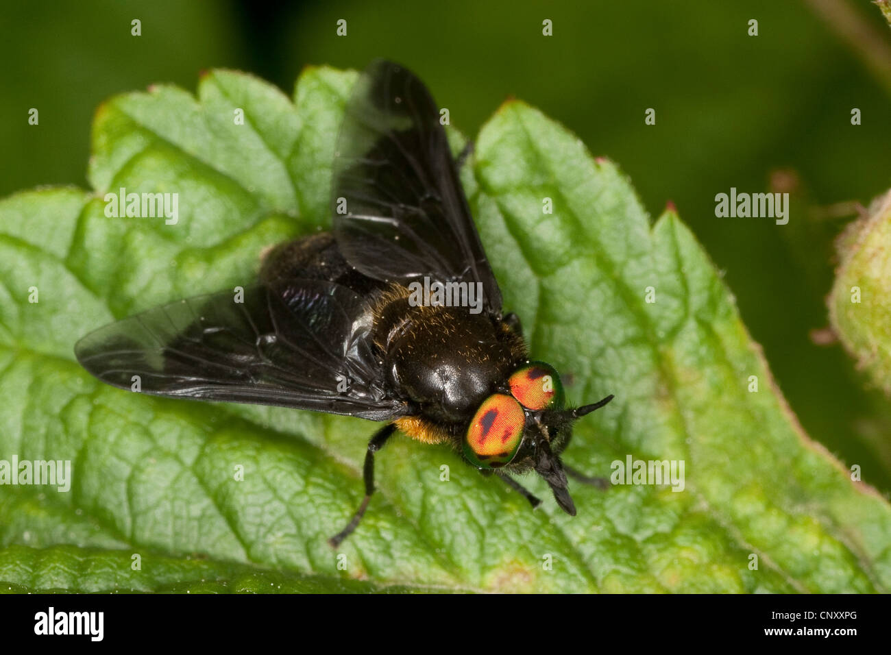 Blinding Breeze fly, Splayed Deerfly (Chrysops caecutiens), male, Germany Stock Photo