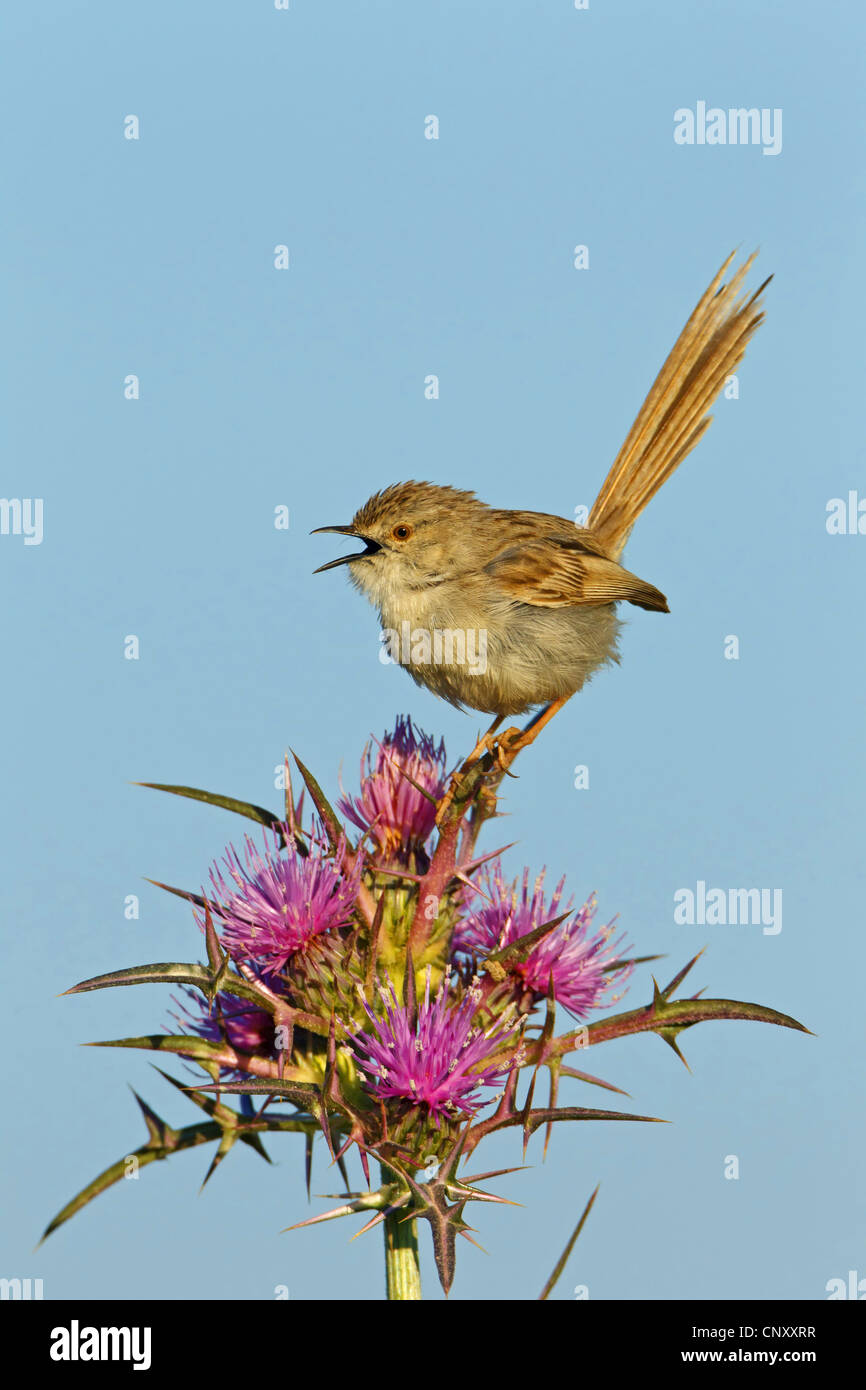 graceful warbler (Prinia gracilis), sitting on a thistle, Notobasis syriaca, singing, Turkey, Sanliurfa, Birecik Gravel Pits, Birecik Stock Photo