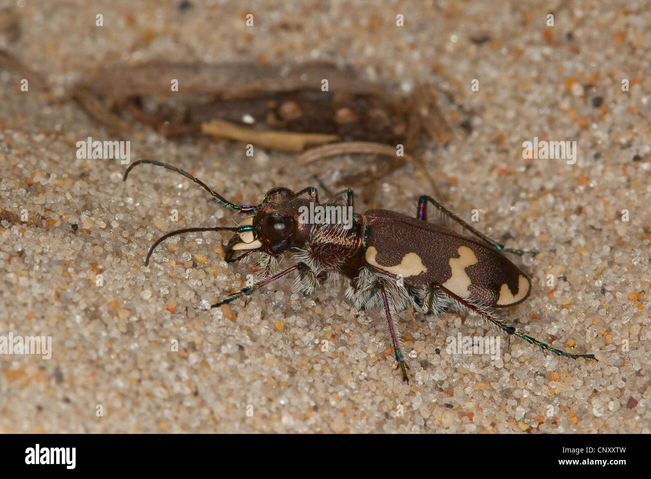 dune tiger beetle (Cicindela hybrida), on sand, Germany Stock Photo