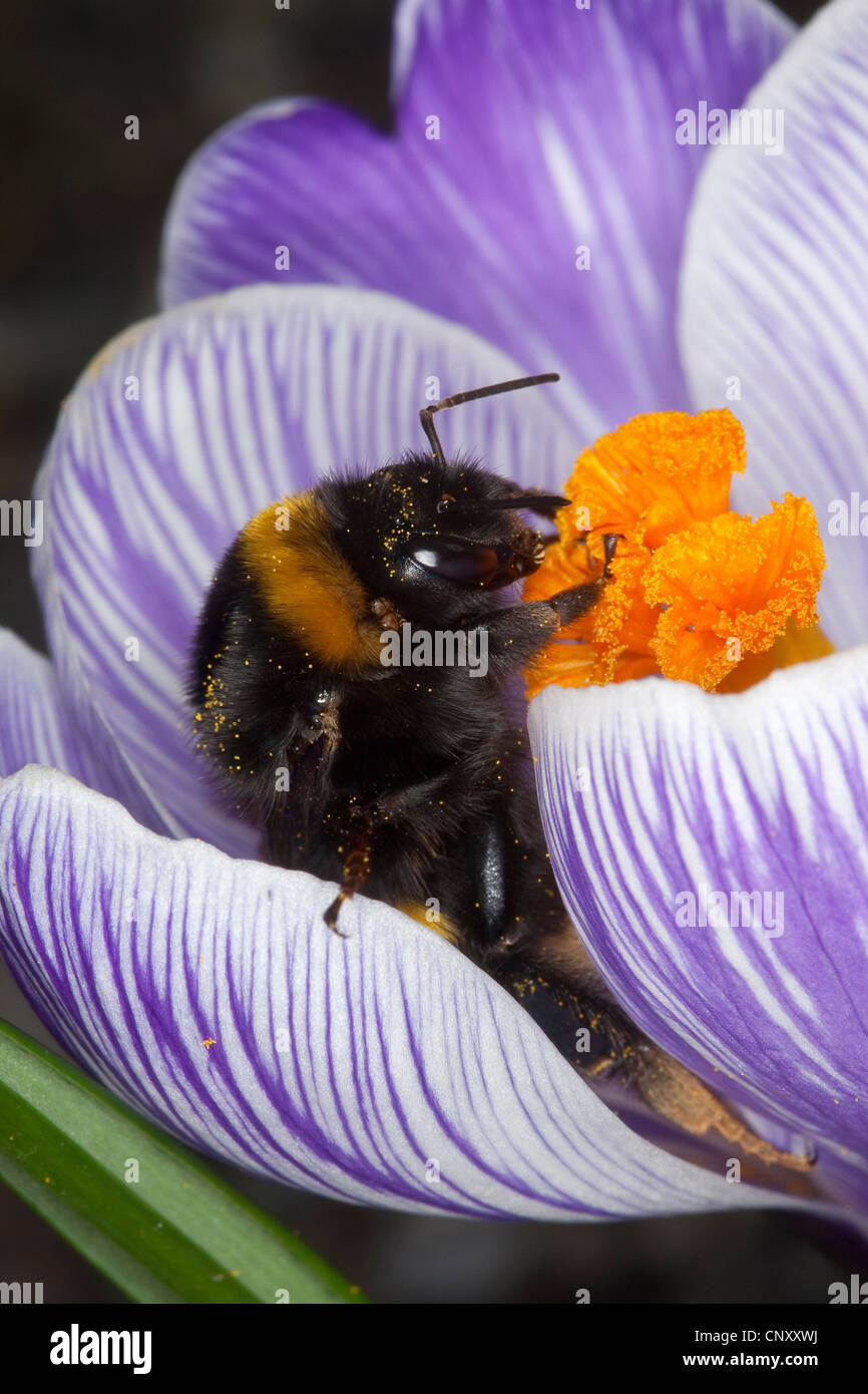 buff-tailed bumble bee (Bombus terrestris), pollination of a Crocus, Germany Stock Photo
