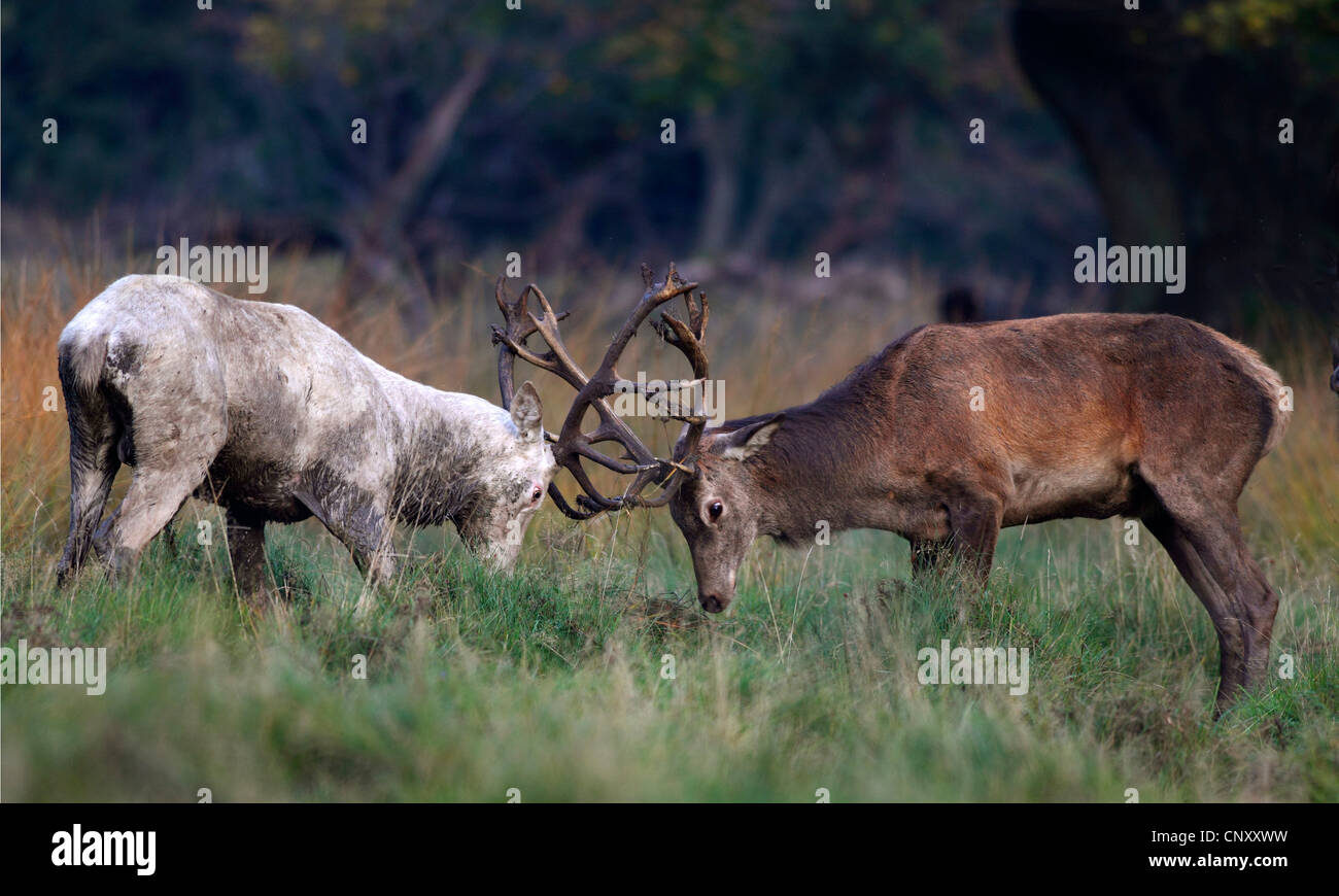 red deer (Cervus elaphus), two revalling red deers fighting against each other, Denmark, Jaegersborg Stock Photo