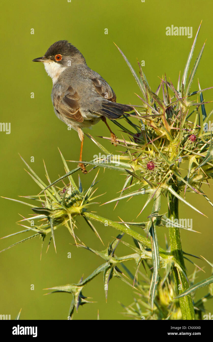 Menetries's Warbler, Mntries's Warbler (Sylvia mystacea rubescens), male sitting on a thistle, Notobasis syriaca, Turkey, Sanliurfa, Birecik Gravel Pits Stock Photo