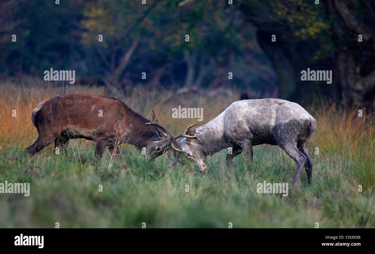 red deer (Cervus elaphus), two revalling red deers fighting against each other, Denmark, Jaegersborg Stock Photo