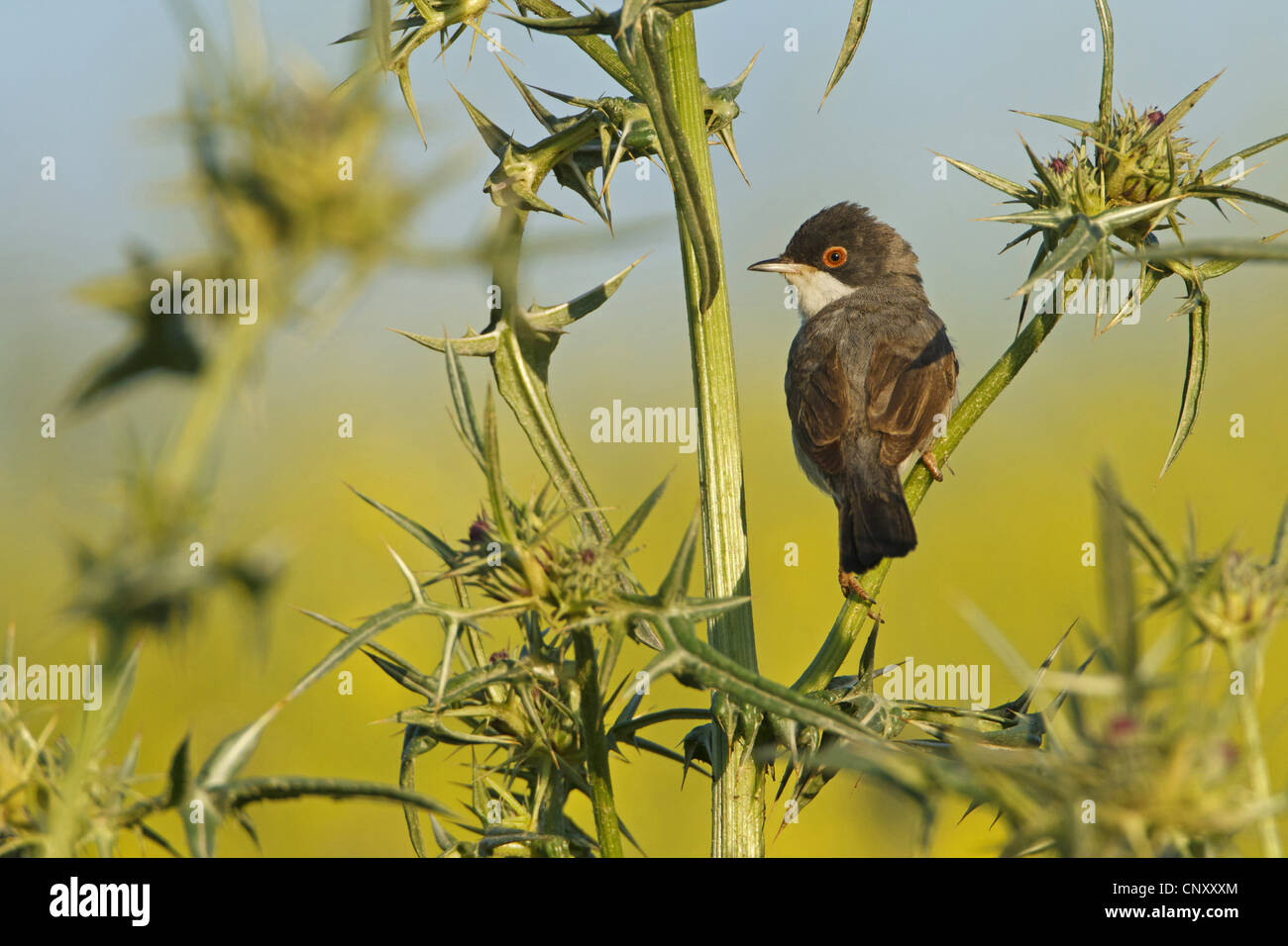 Warbler, Mntries's Warbler (Sylvia mystacea rubescens
