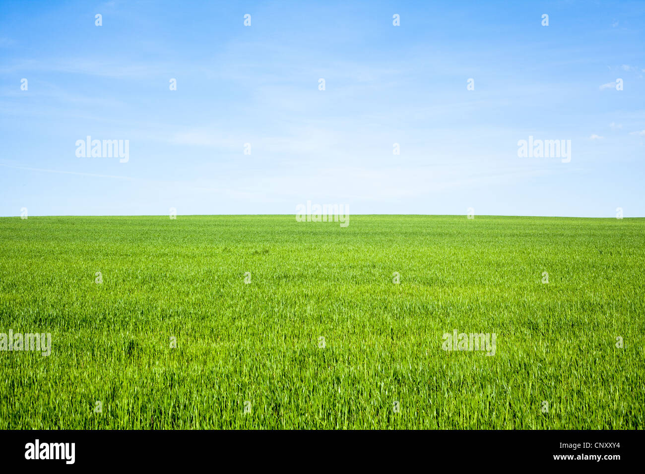 Empty Grass Field with Blue Sky Stock Photo