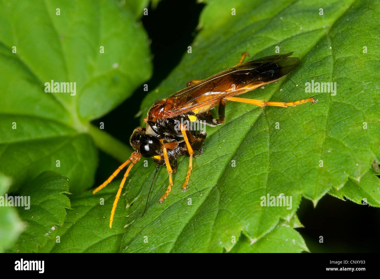 Field Sawfly (Tenthredo campestris), with prey, Germany Stock Photo