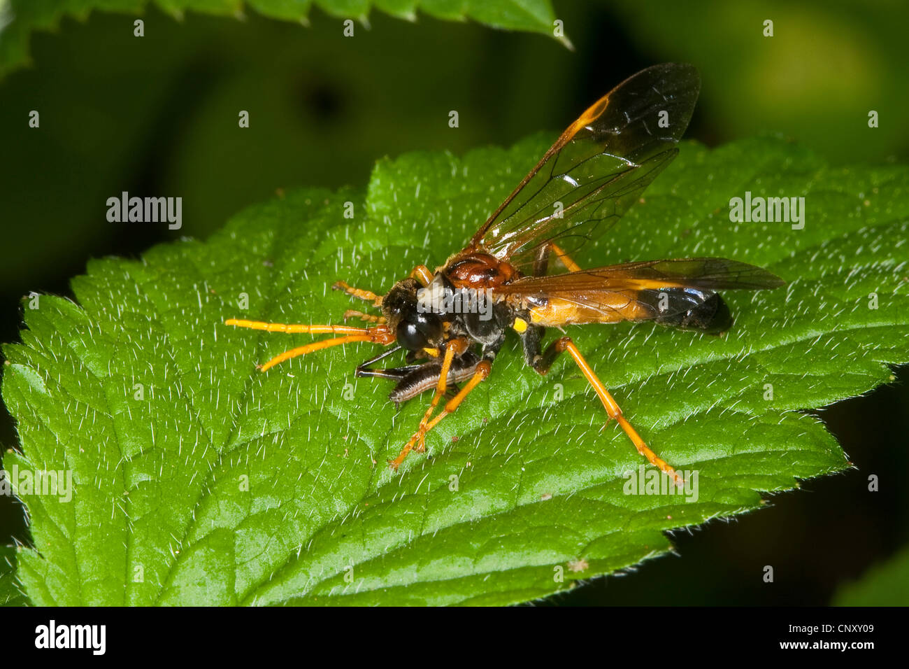 Field Sawfly (Tenthredo campestris), with prey, Germany Stock Photo