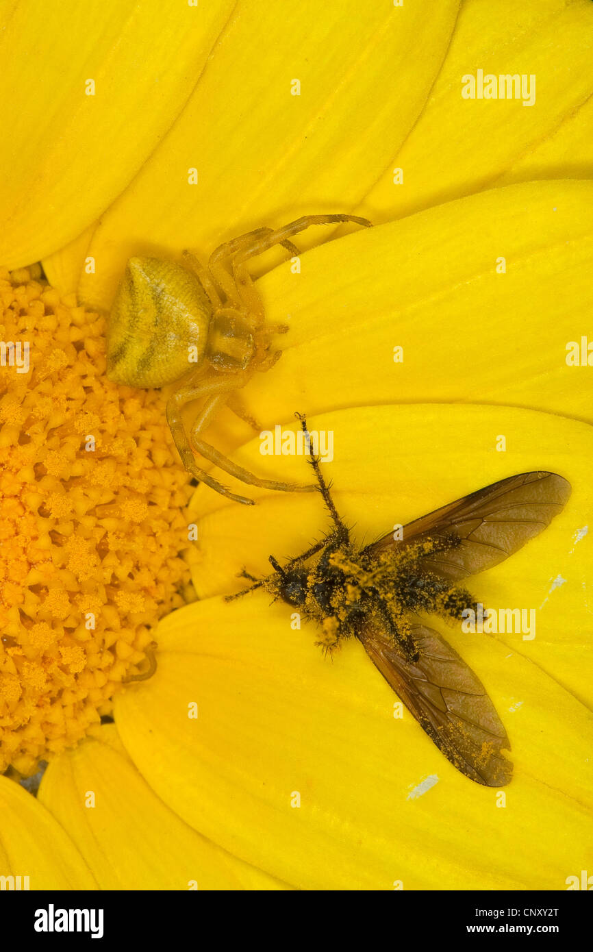 Crab Spider (Thomisus onustus), female with prey, Germany Stock Photo