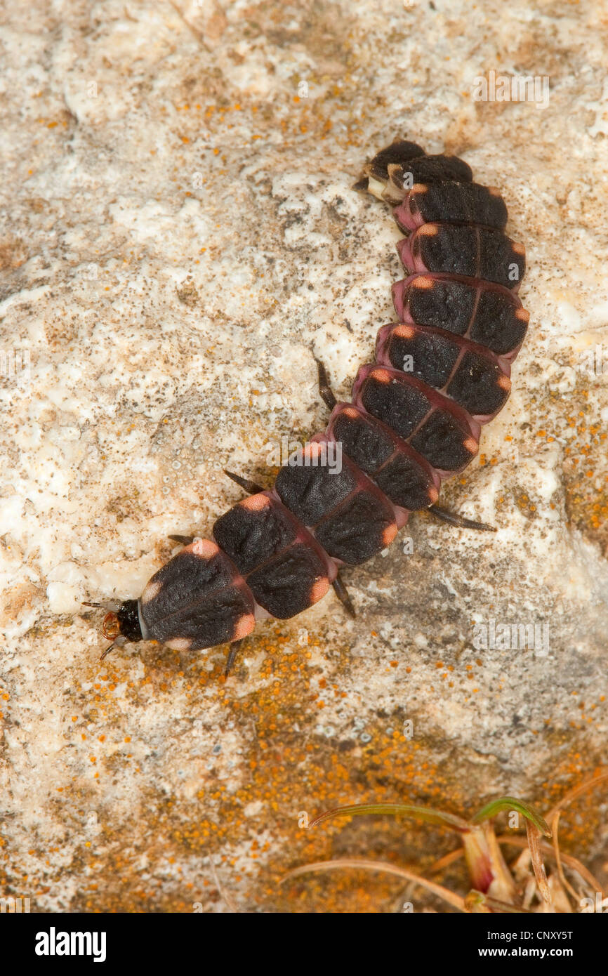 Gluehwuermchen (Lampyris noctiluca), larva, Italy, Sicilia Stock Photo