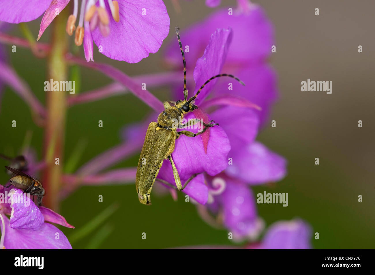 Gruener-Schmalbock (Lepturobosca virens, Leptura virens), on a flower, Germany Stock Photo