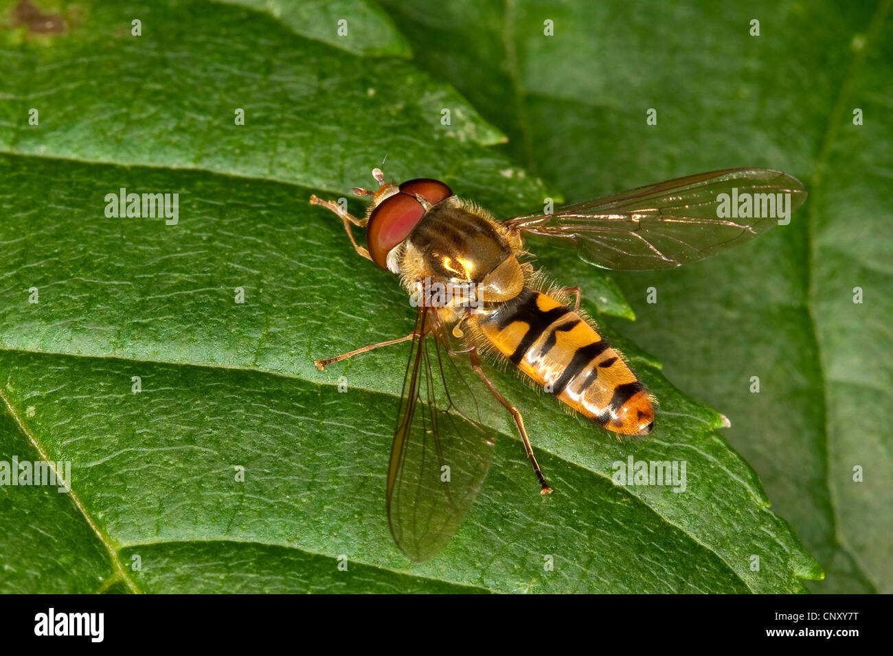 Marmalade hoverfly (Episyrphus balteatus), siting on a leaf, Germany Stock Photo