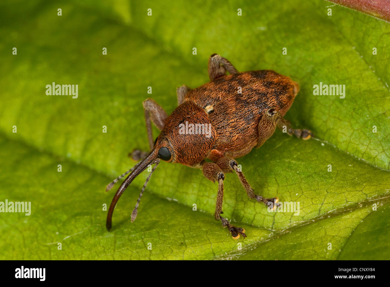 Nut weevil, Hazelnut weevil (Curculio nucum, Balaninus nucum), sitting on a leaf, Germany Stock Photo