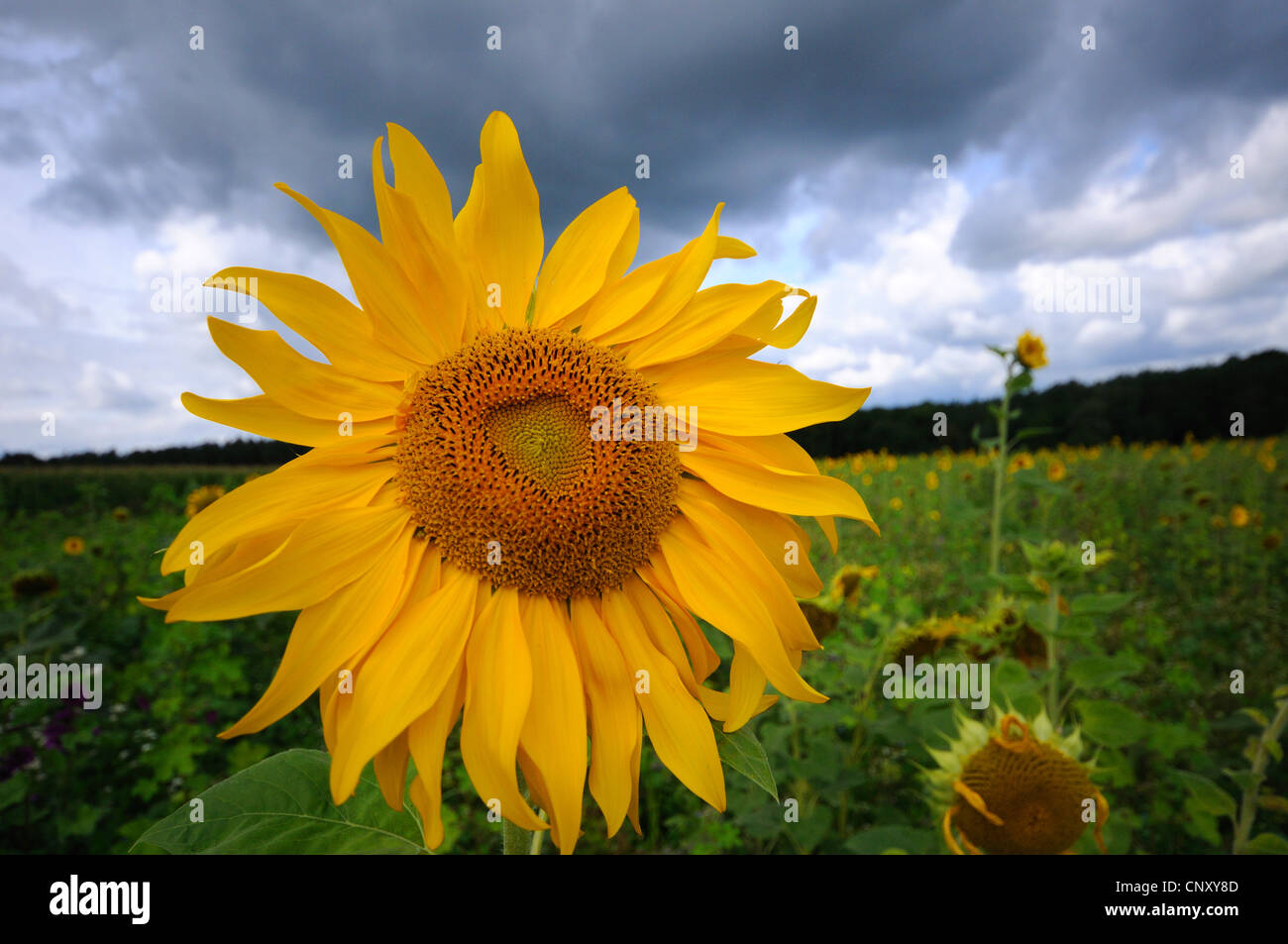 common sunflower (Helianthus annuus), blossom in a sunflower field