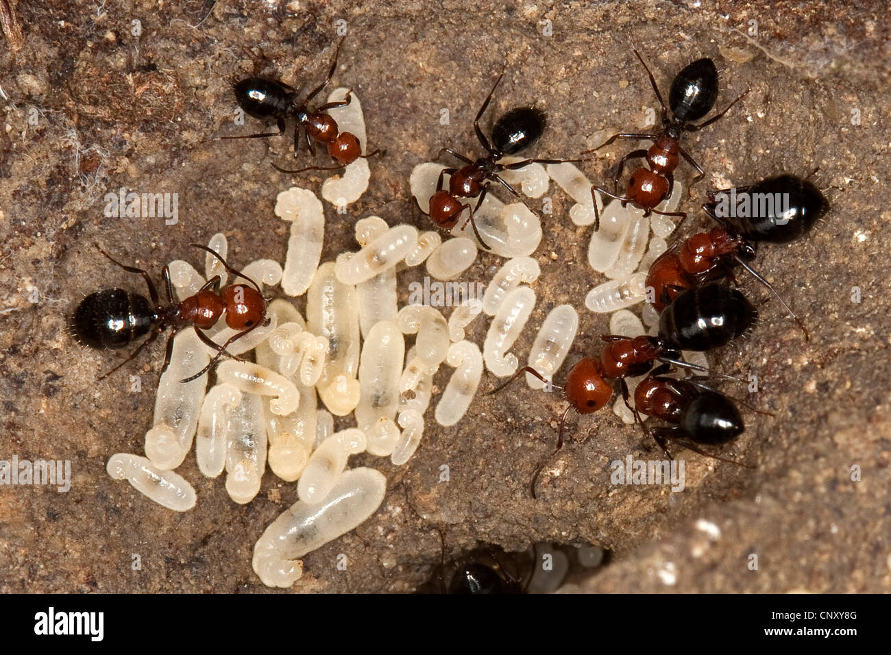 Carpenter Ant Camponotus Lateralis Nest Under A Stone With Larva Italy Sicilia Stock Photo Alamy