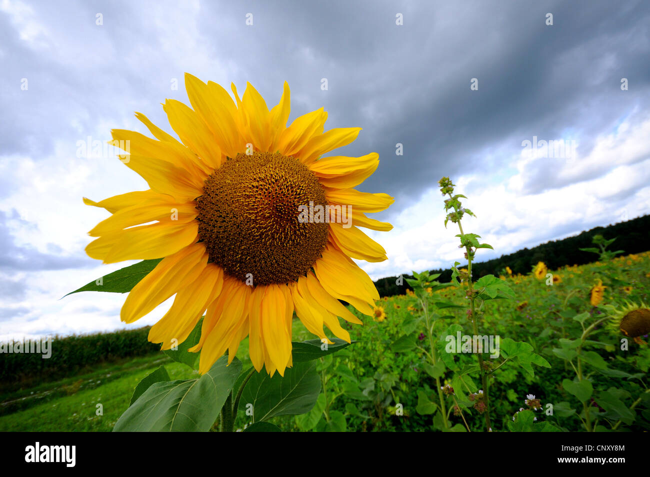 common sunflower (Helianthus annuus), blossom in a sunflower field