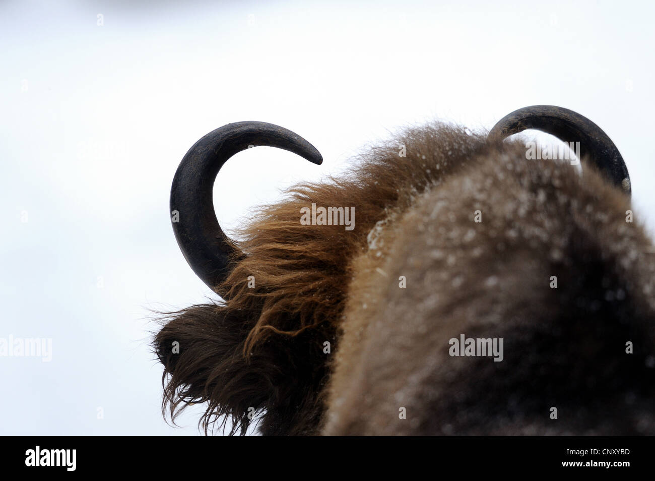 European bison, wisent (Bison bonasus), back of the head Stock Photo