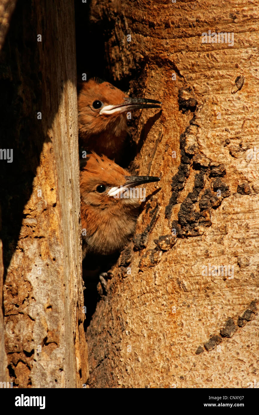 African Hoepoe (Upupa africana), two juveniles looking out of the nesting hole, Botswana Stock Photo