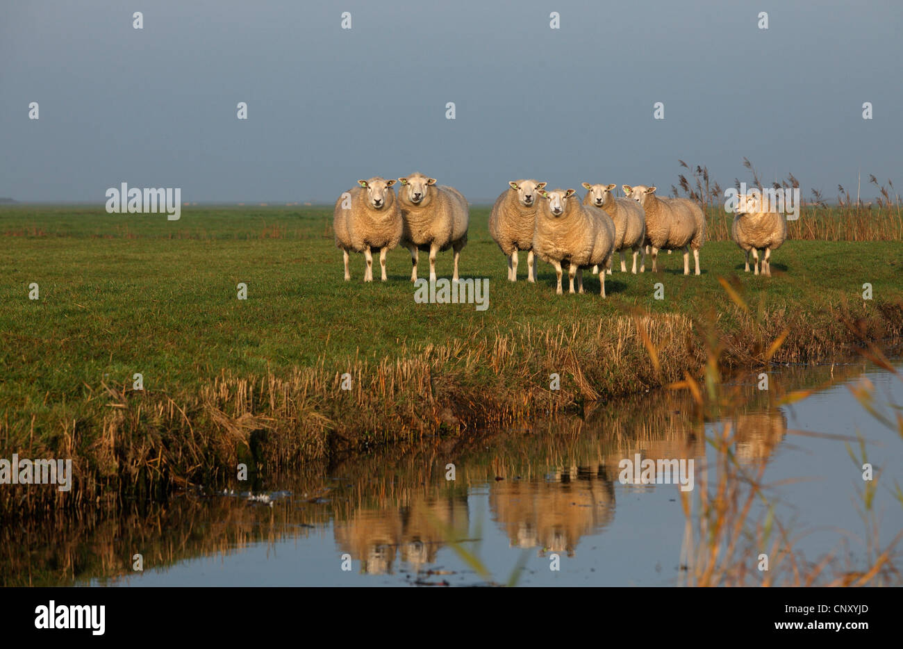 Texel sheep (Ovis ammon f. aries), group standing on pasture, Netherlands, Frisia Stock Photo