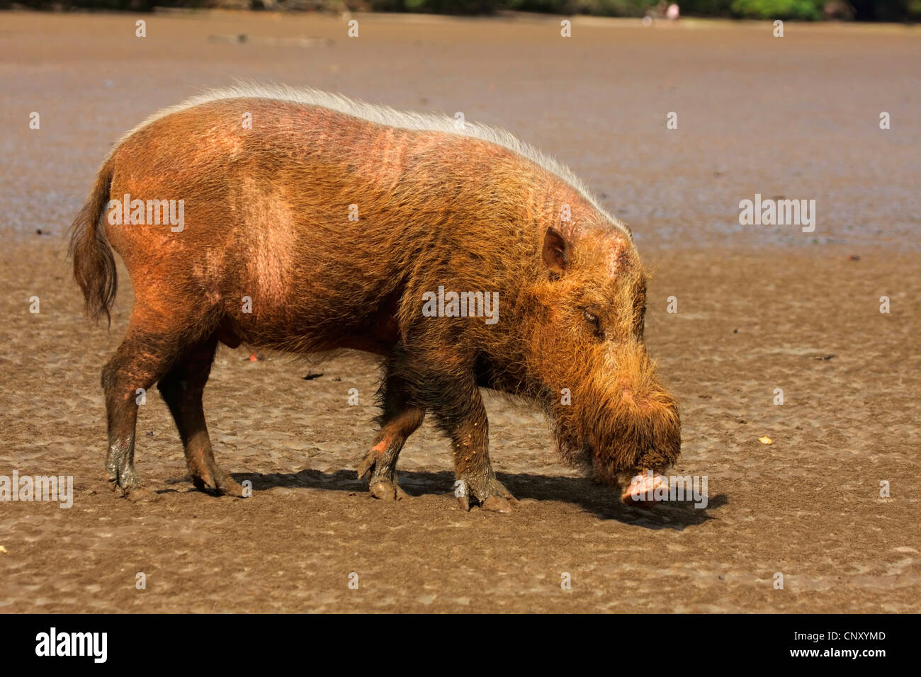 Bearded pig sus barbatus ssp barbatus hires stock photography and