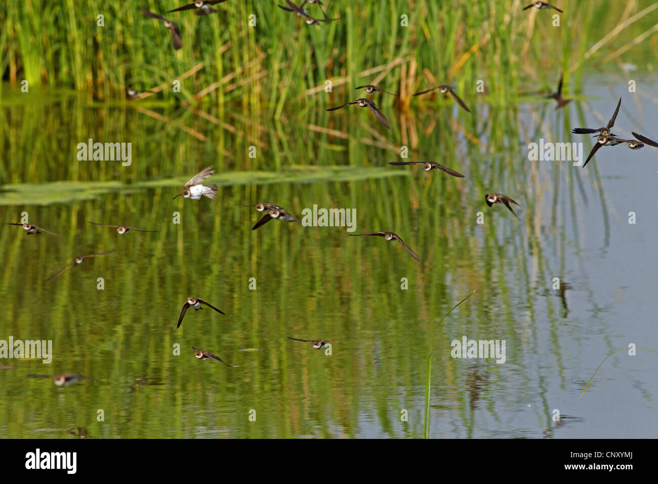 sand martin (Riparia riparia), group flying over water, Turkey, Sanliurfa, Birecik Gravel Pits Stock Photo