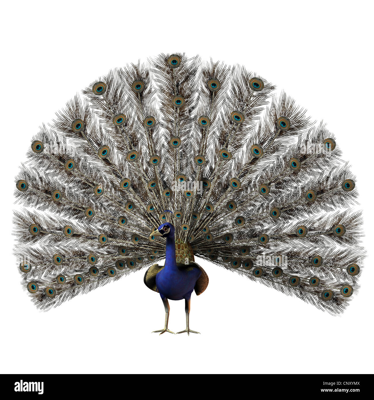 The beautiful male peacock with a full display of all his tail feathers. Stock Photo