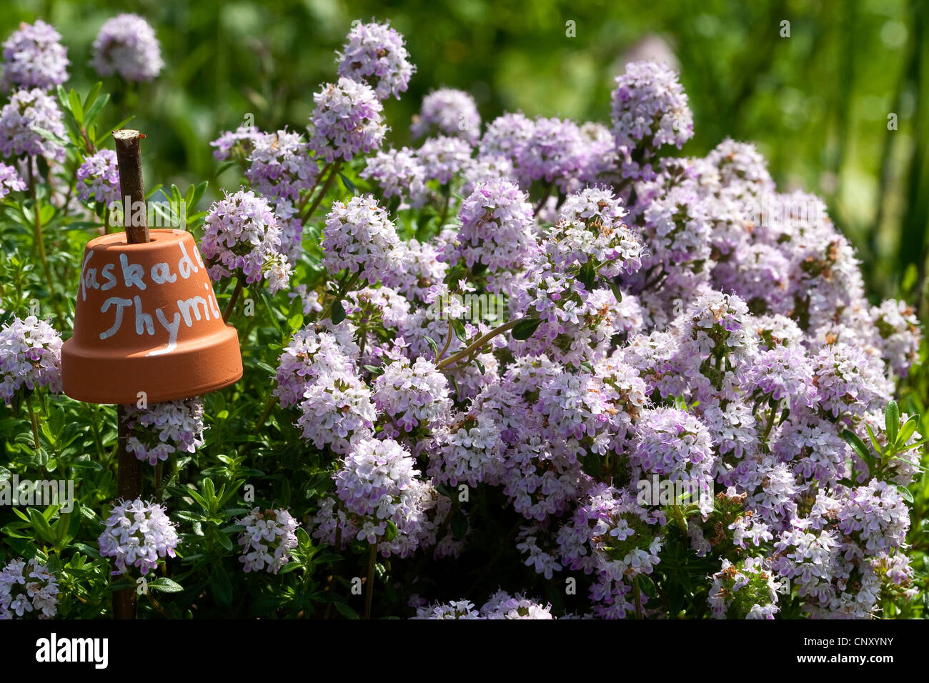 pine scented thyme (Thymus longicaulis ssp. odoratus), with name on flowerpot Stock Photo