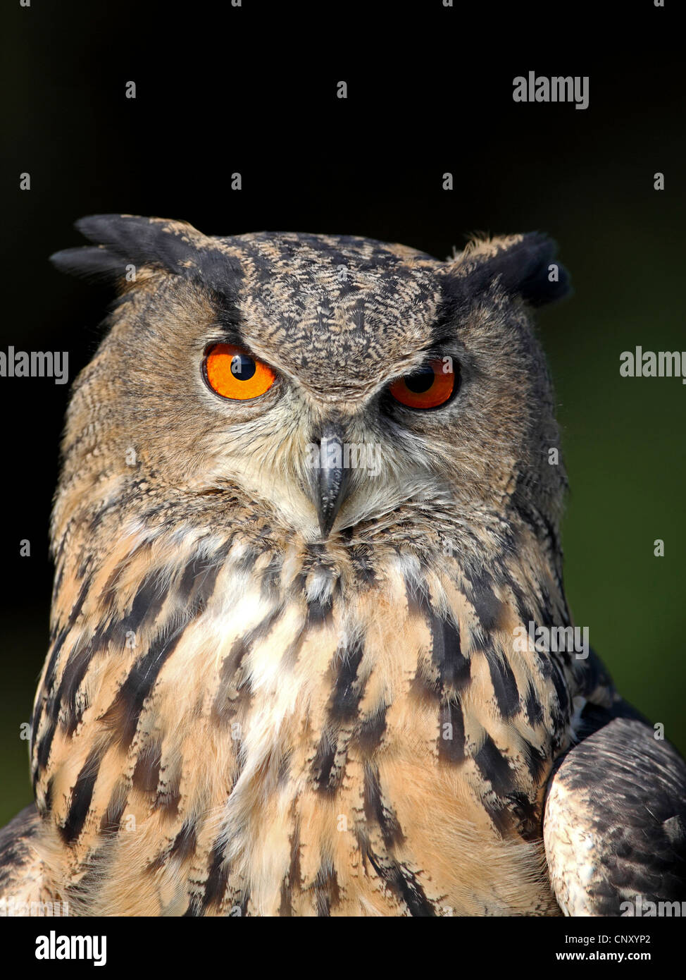 northern eagle owl (Bubo bubo), portrait, Germany, North Rhine-Westphalia Stock Photo