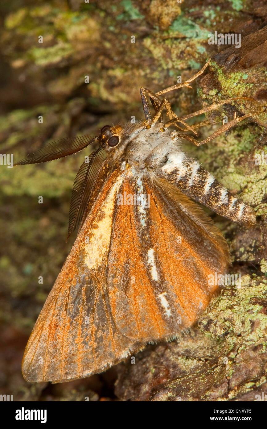 pine moth, pine looper moth, bordered white beauty (Bupalus piniaria, Bupalus piniarius), sitting on wood, Germany Stock Photo