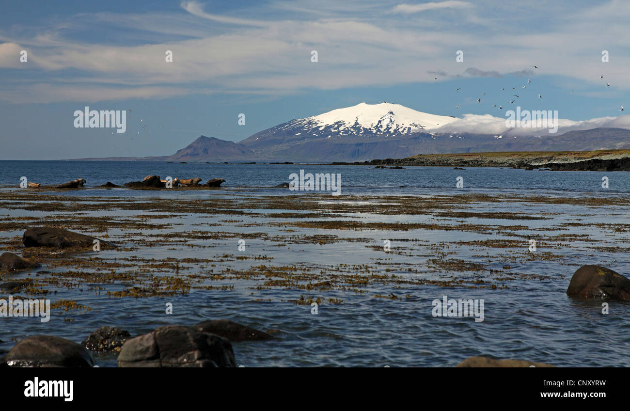 Ytri tunga beach iceland hires stock photography and images Alamy
