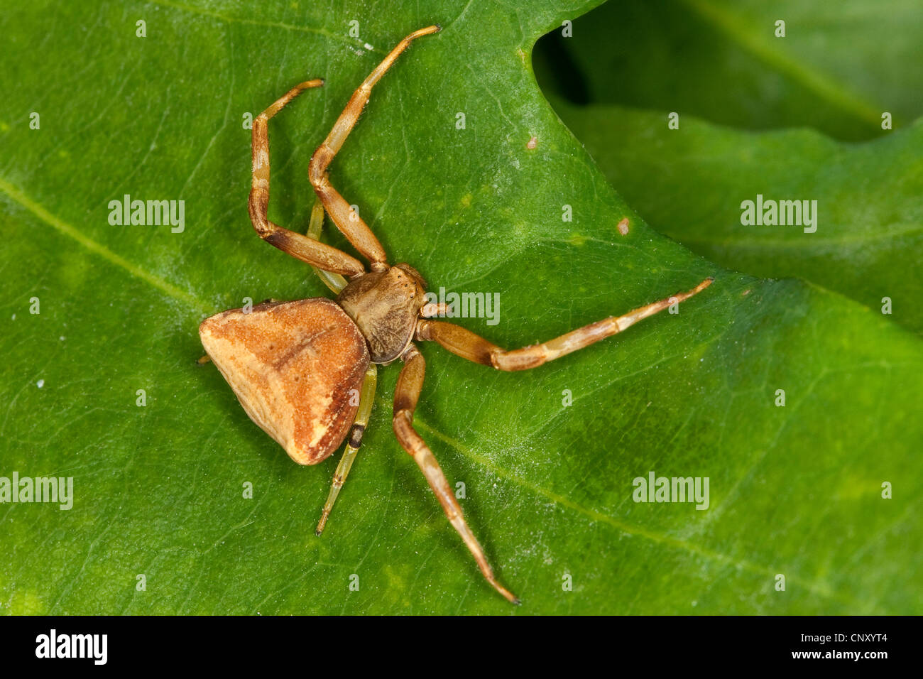 crab spider (Pistius truncatus), female, Germany Stock Photo