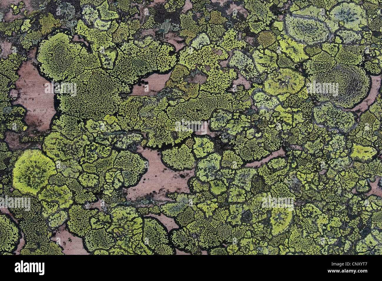 map lichen (Rhizocarpon geographicum), crustose lichenes on a rock, Germany Stock Photo