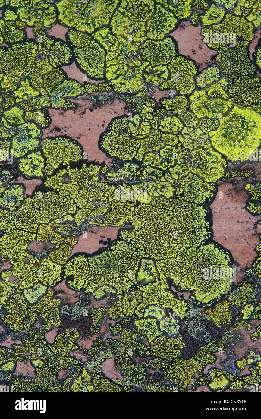 map lichen (Rhizocarpon geographicum), crustose lichenes on a rock, Germany Stock Photo