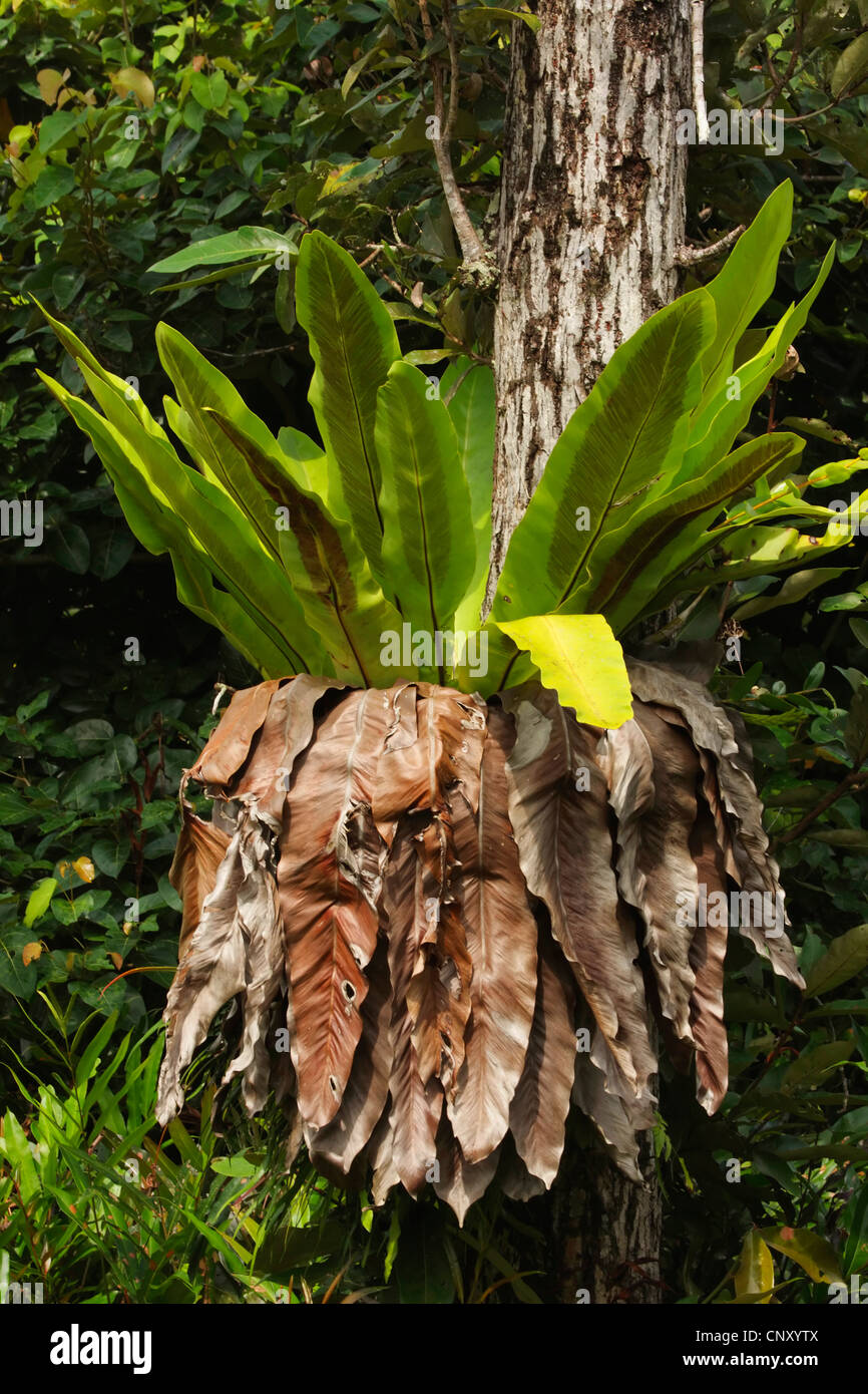 bird's nest fern (Asplenium nidus), in tropical rainforest, Malaysia, Sarawak Stock Photo