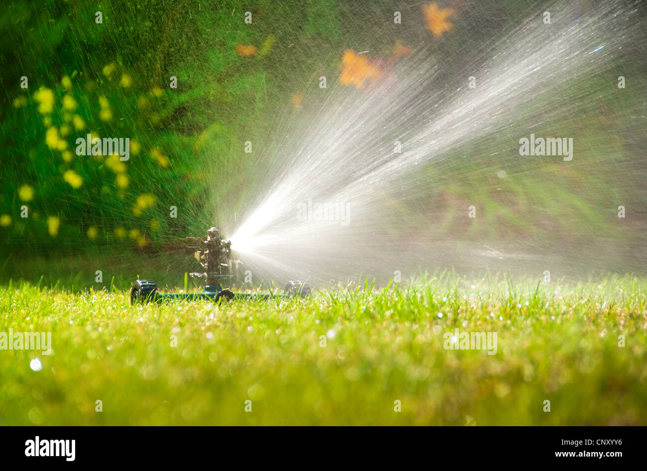 Lawn sprinkler spraying water over green grass in summer Stock Photo Alamy
