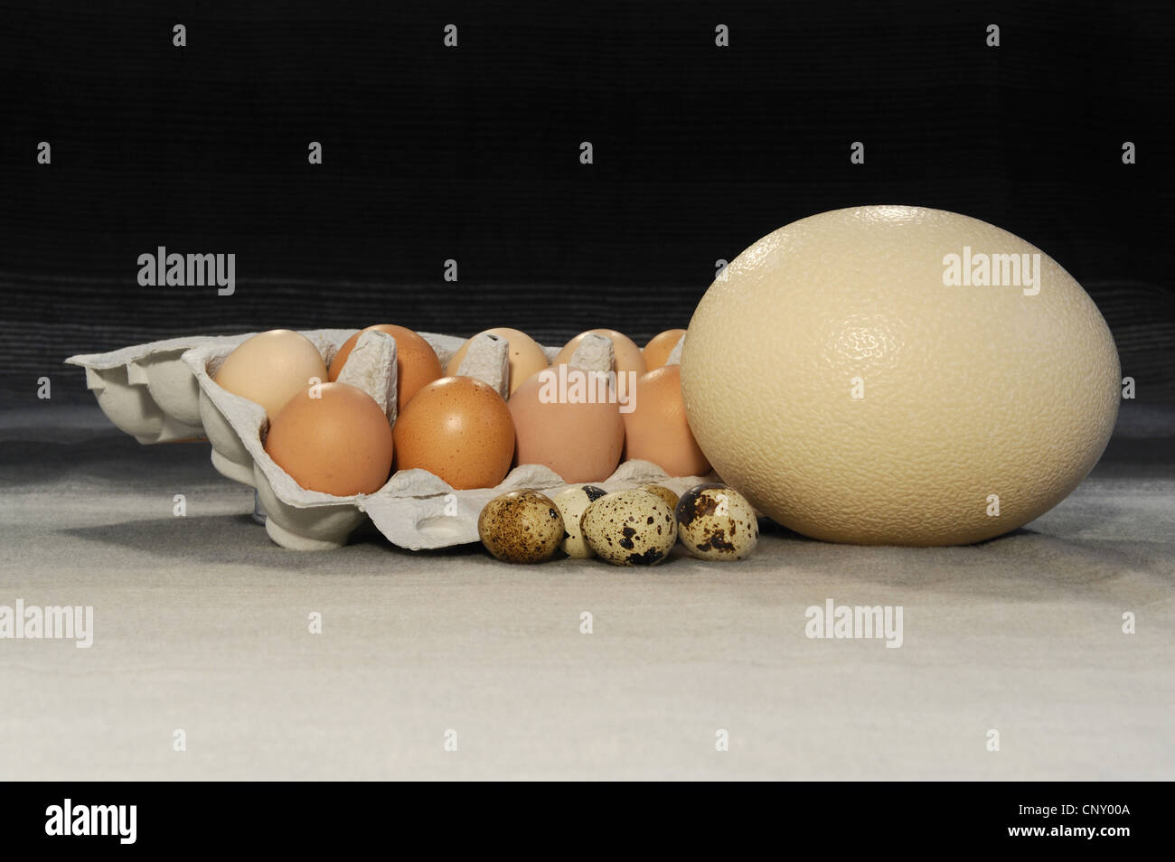 ostrich egg, hen's eggs and quail's eggs beside each other Stock Photo