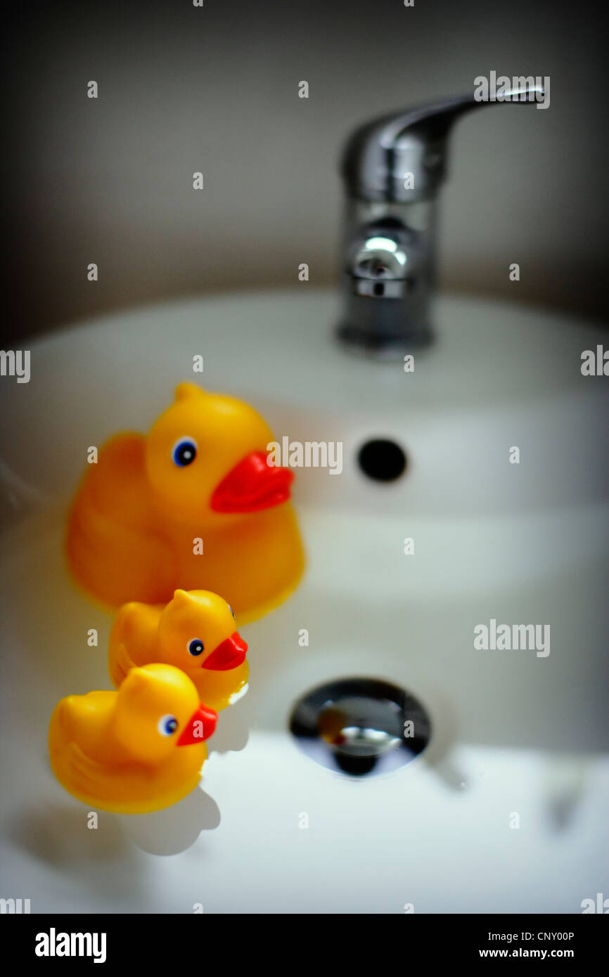 Duck and ducklings in bathroom sink Stock Photo