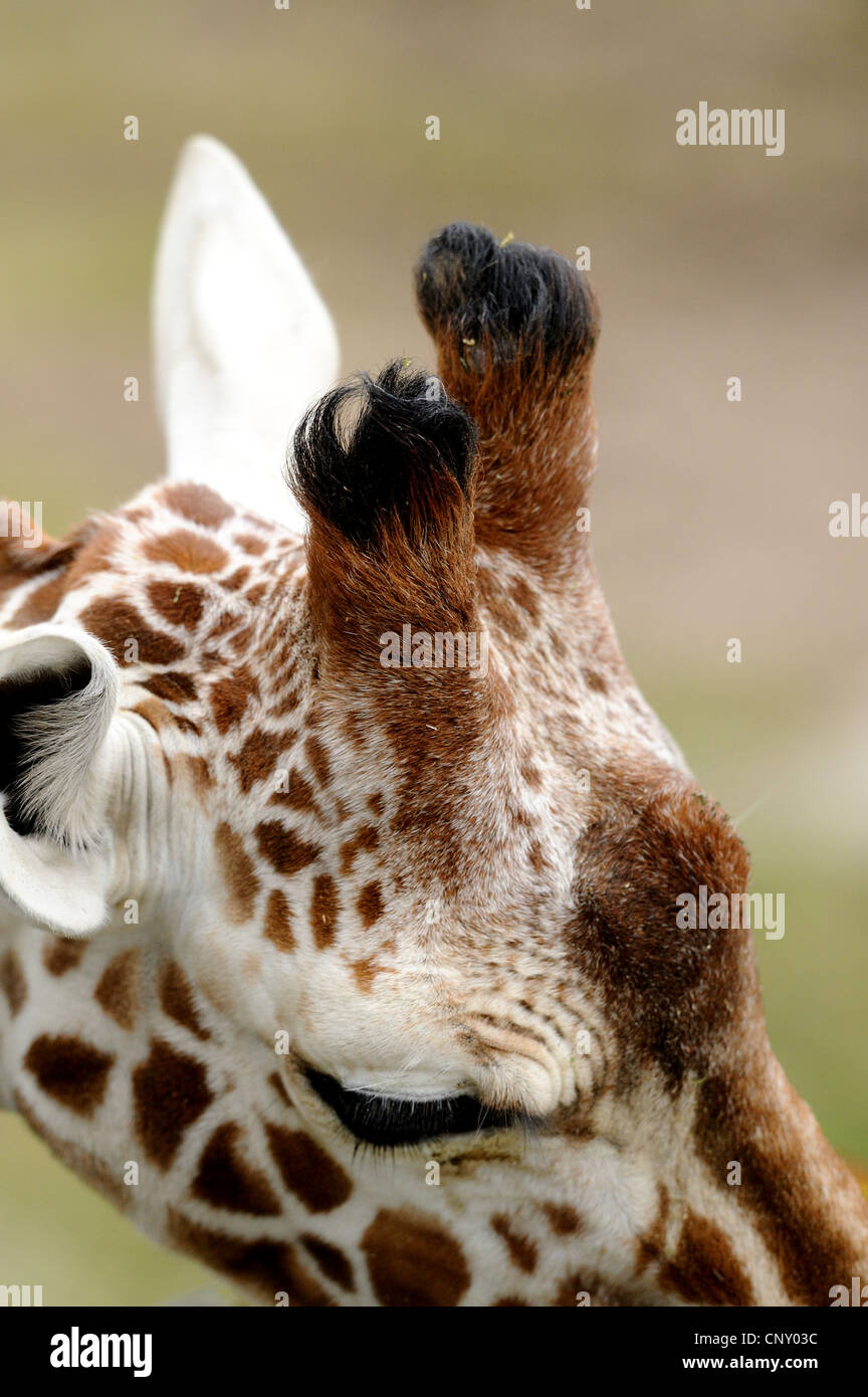 reticulated giraffe (Giraffa camelopardalis reticulata), horns Stock